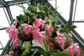 Flowering medinilla magnifica