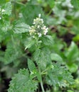 Flowering melissa Melissa officinalis flowers Royalty Free Stock Photo