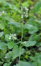 Flowering melissa Melissa officinalis flowers Royalty Free Stock Photo