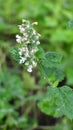 Flowering melissa Melissa officinalis flowers Royalty Free Stock Photo