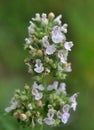 Flowering melissa Melissa officinalis flowers Royalty Free Stock Photo