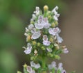 Flowering melissa Melissa officinalis flowers Royalty Free Stock Photo