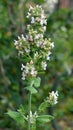 Flowering melissa Melissa officinalis flowers Royalty Free Stock Photo