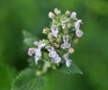 Flowering melissa (Melissa officinalis) flowers Royalty Free Stock Photo