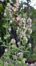 Flowering melissa (Melissa officinalis) flowers Royalty Free Stock Photo