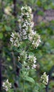 Flowering melissa (Melissa officinalis) flowers Royalty Free Stock Photo