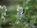 Flowering melissa (Melissa officinalis) flowers Royalty Free Stock Photo