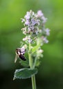 Flowering melissa (Melissa officinalis) flowers Royalty Free Stock Photo