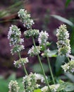 Flowering melissa (Melissa officinalis) flowers Royalty Free Stock Photo