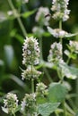 Flowering melissa (Melissa officinalis) flowers Royalty Free Stock Photo