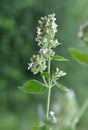 Flowering melissa Melissa officinalis flowers