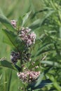 Milkweed Plant-Flowering Asclepias syriac