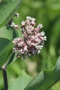 Milkweed Plant-Flowering Asclepias syriac