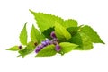 Flowering mint branch on white.