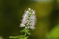 A flowering Mint plant