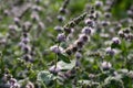 Flowering mint