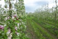 Flowering on modern farm. Pink buds and white-pink flowers on apple tree branches Royalty Free Stock Photo