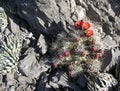 Flowering Mojave Mound Cactus in Red Rock Canyon, Las Vegas, Nevada. Royalty Free Stock Photo