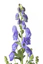 Flowering Monkshood