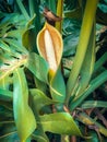 The flowering monstera,