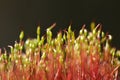 Flowering moss in the forest close up. Royalty Free Stock Photo