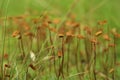 Flowering moss. Green moss and brown flowers.