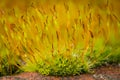 Flowering moss growing on an old brick