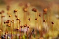 Flowering moss macro Royalty Free Stock Photo