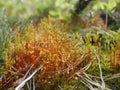 Flowering moss macro