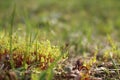 Flowering moss