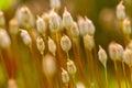 Flowering moss macro, Polytrichum Commune Hedw. Common Haircap Moss, Common Hair Moss, Great Gold Headed Royalty Free Stock Photo