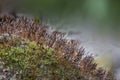 Flowering Moss Macro Royalty Free Stock Photo