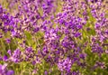 Flowering mountain lavender. Fragrant wild flowers and honey bee