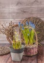 Flowering muscari in baskets and bouquet of willow branches on a wooden background