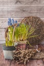 Flowering muscari in baskets and bouquet of willow branches on a wooden background