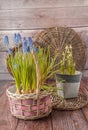 Flowering muscari in baskets