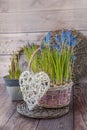 Flowering muscari in baskets and vintage heart