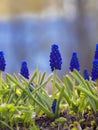 Flowering Muscari blue is a genus of bulbous plants in the Asparagus family