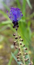flowering Muscari comosum (Muscari comosum (L.) Mill. kit Botanical garden, Karlsruhe, Germany