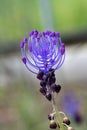 flowering Muscari comosum