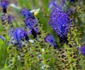 flowering Muscari comosum (Muscari comosum (L.) Mill. kit Karlsruhe, botanical garden