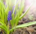 Flowering Muscari