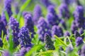 Flowering muscari in the spring garden, selective focus