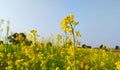 Flowering mustard crop field, cultivation of mustard crop