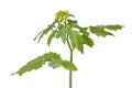 Flowering mustard plant Royalty Free Stock Photo
