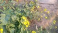Flowering of mustard plant Royalty Free Stock Photo
