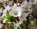 Flowering Nanking Cherry Royalty Free Stock Photo