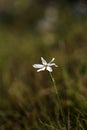 A flowering Narcissus obsoletus daffodil