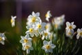 Flowering narcissus at springtime Royalty Free Stock Photo