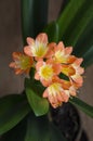 Flowering Natal or bush lily 2 (Clivia miniata) Royalty Free Stock Photo
